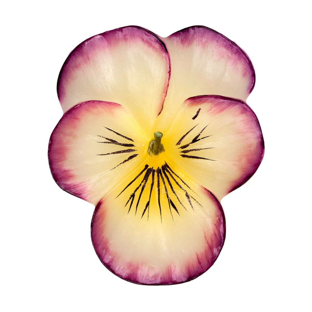 Floating Johnny Jump Up Flowers Candles (3 Pc Pack) - Image 5